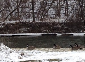 The Flint River flows behind my subdivision in Flint Township. It's pretty much in my backyard.